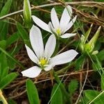 Ornithogalum gussonei Flower