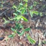 Hypericum hypericoides Листок