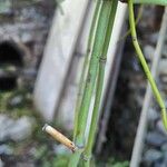 Ephedra foeminea Bark