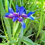 Iris humilis Fleur