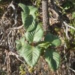 Palicourea rigida Leaf