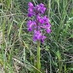 Anacamptis morio Elinympäristö