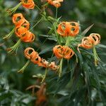 Lilium henryi Flower