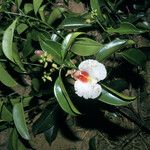 Qualea rosea Flor