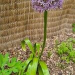 Allium nigrum Virág