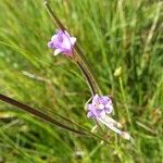 Epilobium palustre Ostatní