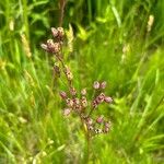 Silene flos-cuculiLorea