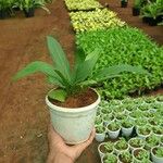 Anthurium jenmanii Leaf