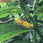 Columnea medicinalis 形態