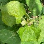 Triumfetta semitriloba Hoja