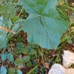 Malva parviflora Blatt