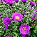 Symphyotrichum novi-belgii Hábito