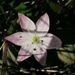 Lysimachia europaea Õis