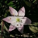 Lysimachia europaea Кветка