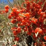 Ephedra distachya Fruit