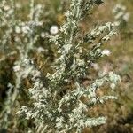 Artemisia frigida Çiçek