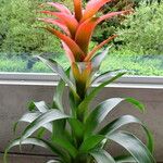 Guzmania lingulata অভ্যাস