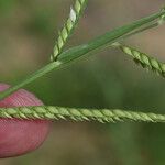 Urochloa trichopus Flower