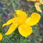 Hypericum balearicum Blüte