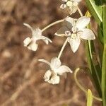 Gomphocarpus fruticosus Flor