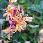 Lonicera etruscaFloare