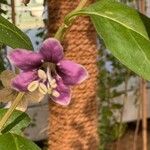 Lycium barbarum Flower