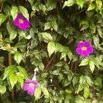 Thunbergia erectaКвітка