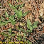 Goodyera repens Облик
