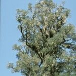 Dacrycarpus dacrydioides Агульны выгляд