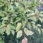 Prunus spinosa Blatt
