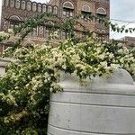 Bougainvillea × buttiana Holttum & Standl.Žiedas