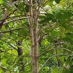 Coffea arabica Habit
