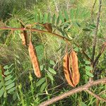 Sesbania drummondii Fruit