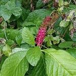 Phytolacca acinosaFlower