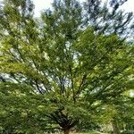Zelkova serrata Hábito