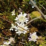 Iberis procumbens Kukka