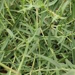 Gypsophila elegans Leaf