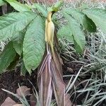 Amherstia nobilis Blad