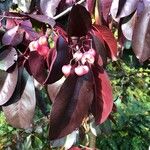 Euonymus grandiflorus Ліст