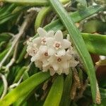 Hoya longifolia Virág