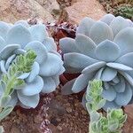 Echeveria laui Hábito