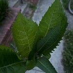 Aster tataricus Blad