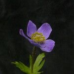 Anemonastrum obtusilobum موطن