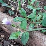 Torenia crustacea Folha