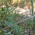 Scabiosa canescens Blatt