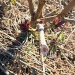 Sambucus racemosa Corteccia