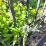 Lysimachia ephemerum Blodyn