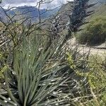 Puya castellanosiiHabitat