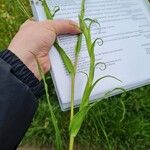 Tragopogon orientalis Leaf