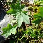 Alchemilla glabra Hábito